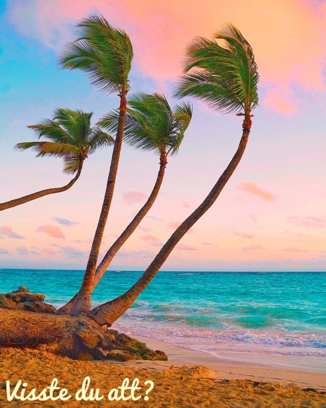 Did you know this about palm trees?
