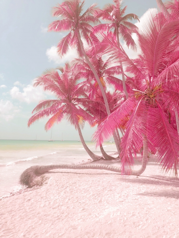 Pink palms