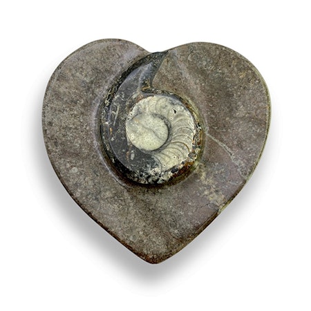 Fossil med Ortoceratit och Ammonit, Fat (Hjärta)
