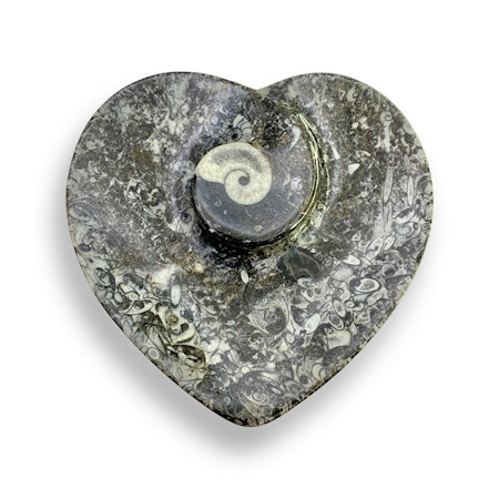 Fossil med Ortoceratit och Ammonit, Fat (Hjärta)
