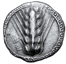 Lucanien, Metapontium - Stater. Cirka 510-470 f.Kr.  - Tilltalande exemplar