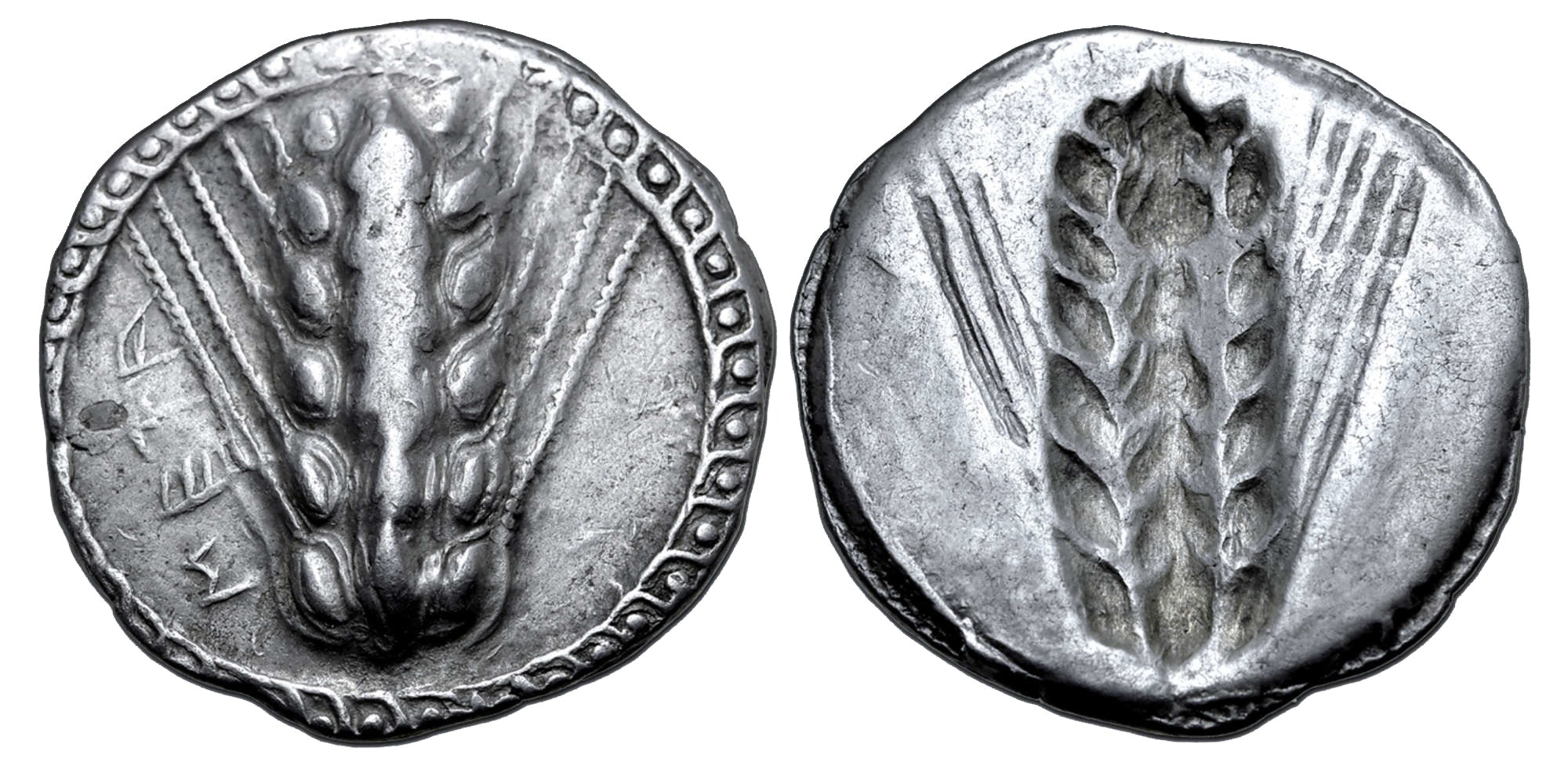 Lucanien, Metapontium - Stater. Cirka 510-470 f.Kr.  - Tilltalande exemplar