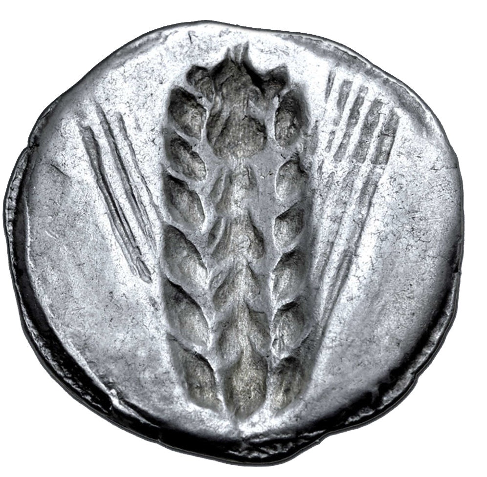 Lucanien, Metapontium - Stater. Cirka 510-470 f.Kr.  - Tilltalande exemplar