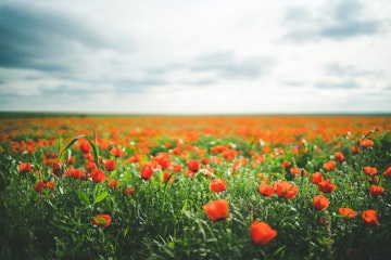 Blommor