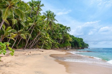 Palmträd längs strand