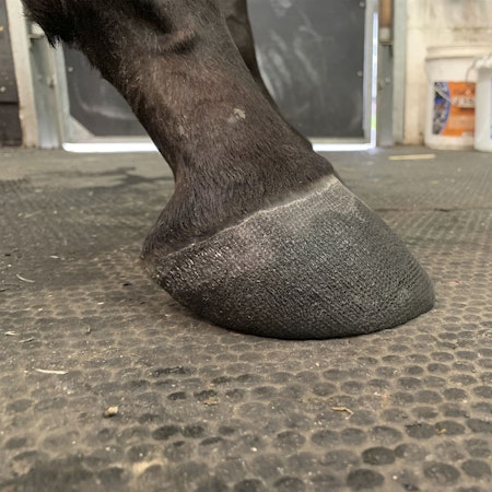 Popard Hoofcast