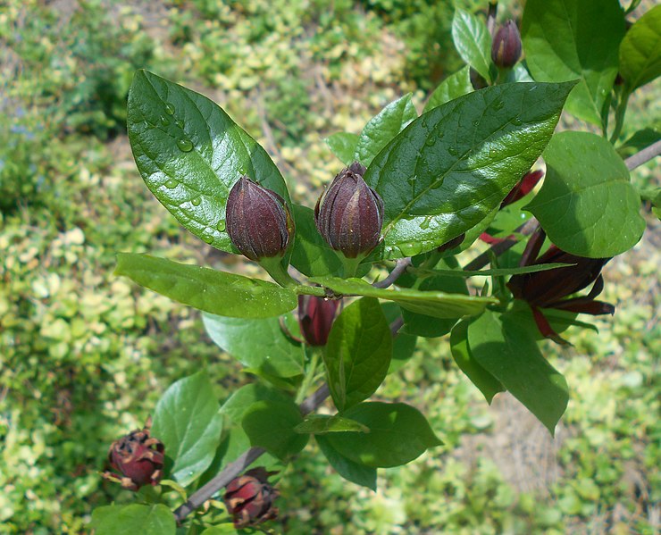 Calycanthus floridus - Hårig kryddbuske