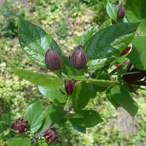 Calycanthus floridus - Hårig kryddbuske
