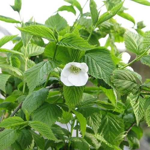 Schersminros – Rhodotypos scandens