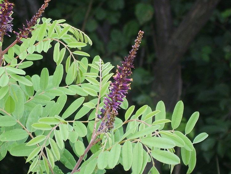 Segelbuske – Amorpha fruticosa