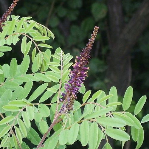 Segelbuske – Amorpha fruticosa