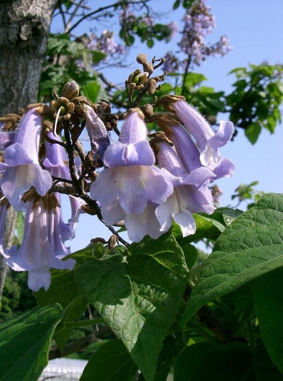 Kejsarträd – Paulownia tomentosa