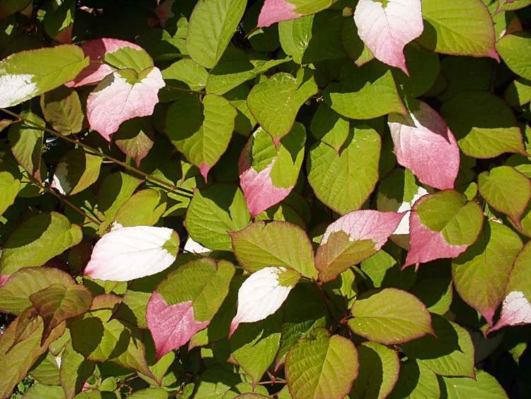 Kameleontbuske – Actinidia kolomikta