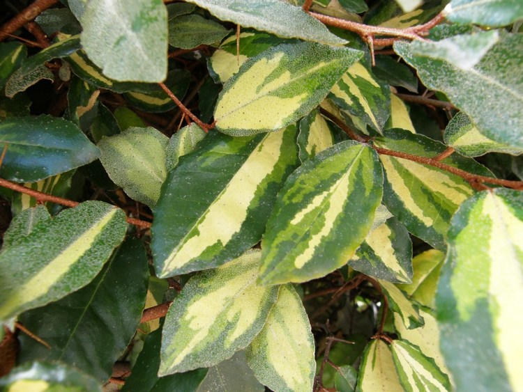 Gyllenne silverbuske – Elaeagnus pungens ”Maculata Aurea”