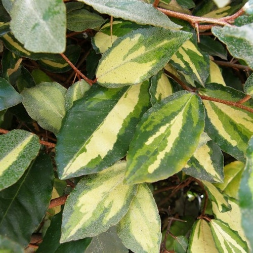 Gyllenne silverbuske – Elaeagnus pungens ”Maculata Aurea”