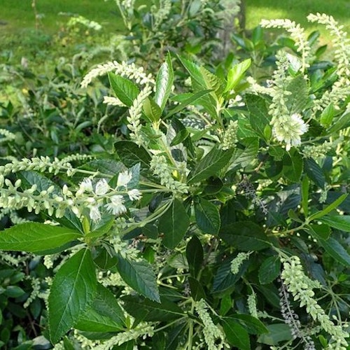 Konvaljbuske -Clethra alnifolia `Hummingbird´