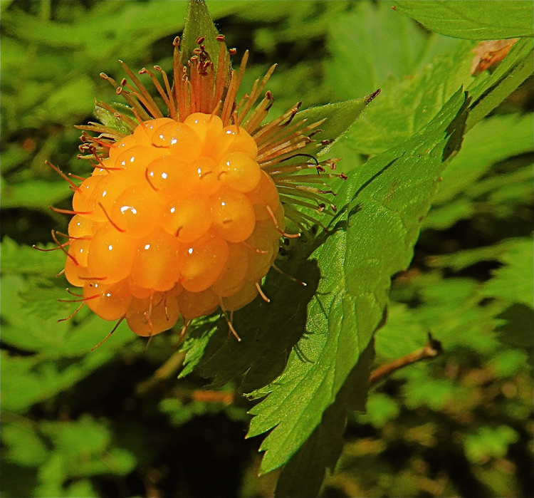 Gul salmonberry – Rubus spectabilis ”Vredenhorst Geel”