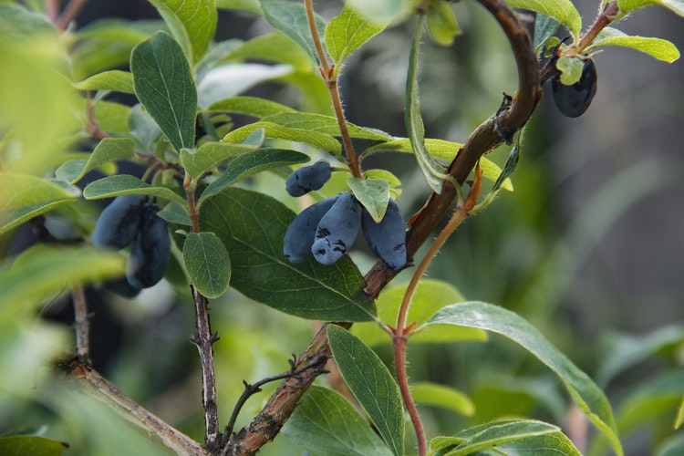 Blåtry `Borealis´- Lonicera caerulea var. kamtschatica `Borealis´