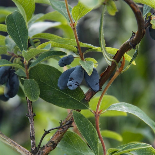 Blåtry `Borealis´- Lonicera caerulea var. kamtschatica `Borealis´