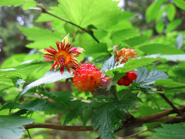 Röd Salmonberry – Rubus spectabilis ” Vredenhorst Rood