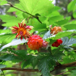 Röd Salmonberry – Rubus spectabilis ” Vredenhorst Rood