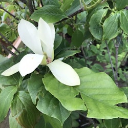 Magnolia ”Solar Flair”