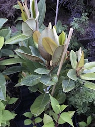 Vintergrön magnolia `Galissonniere` – Magnolia grandiflora `Galissoniere´