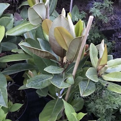 Vintergrön magnolia ”Galissonniere” – Magnolia grandiflora ”Galissoniere”