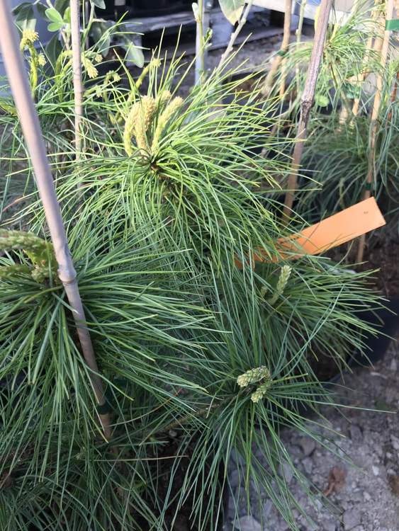 Kinesisk vit tall – Pinus armandii