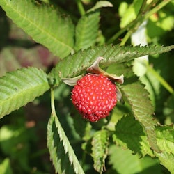 Jordgubbshallon – Rubus illecebrosus