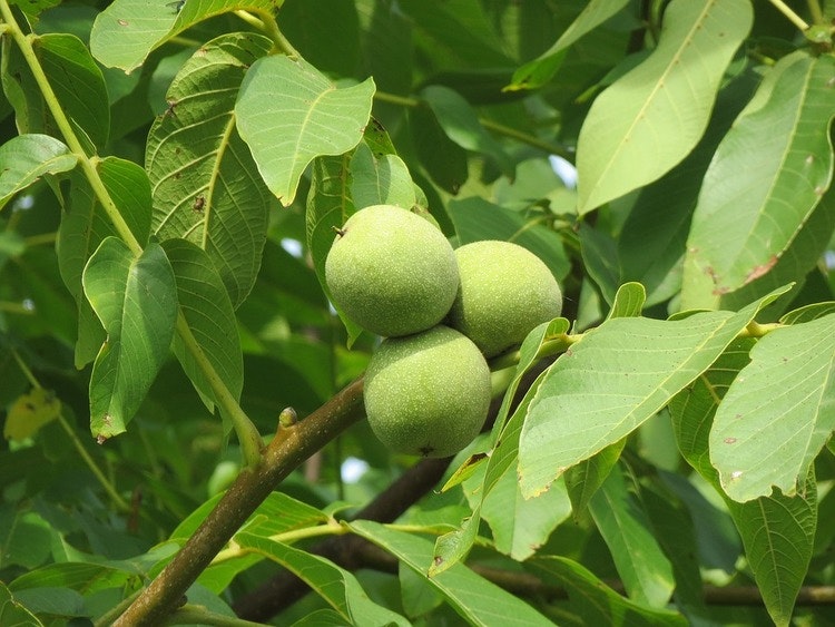 Valnöt ´Milotai10`- Juglans regia `Milotai 10´