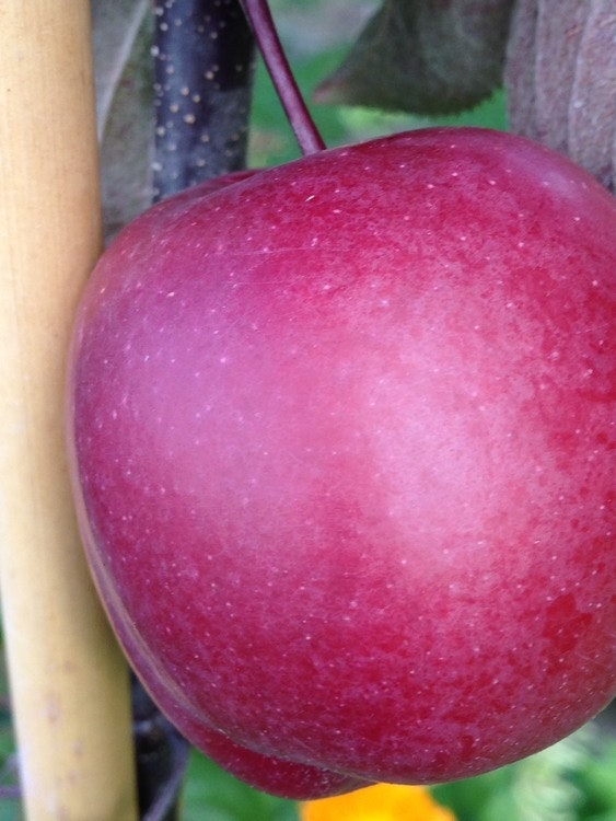 Äppelträd ”Redlane – Malus   ”Redlane