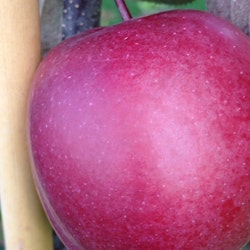 Äppelträd ”Redlane – Malus  dom. ”Redlane