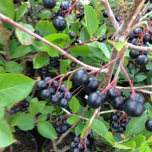 Slånaronia `Viking´ – Aronia pruniflora `Viking´