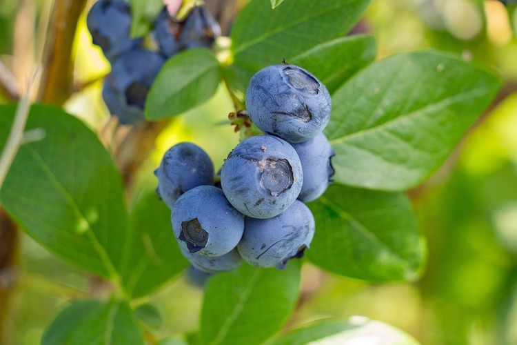 Amerikansk blåbär ”Duke” – Vaccinium corymbosum `Duke `