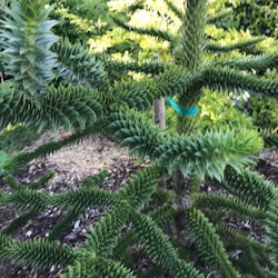 Araucaria araucana -Brödgran