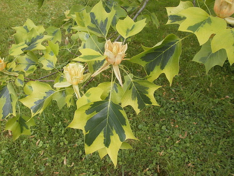 Brokbladig tulpanträd- Liriodendron tulipifera Aureomarginata