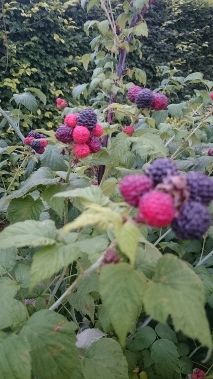 Svart hallon -Rubus occidentalis`Black Jewel´