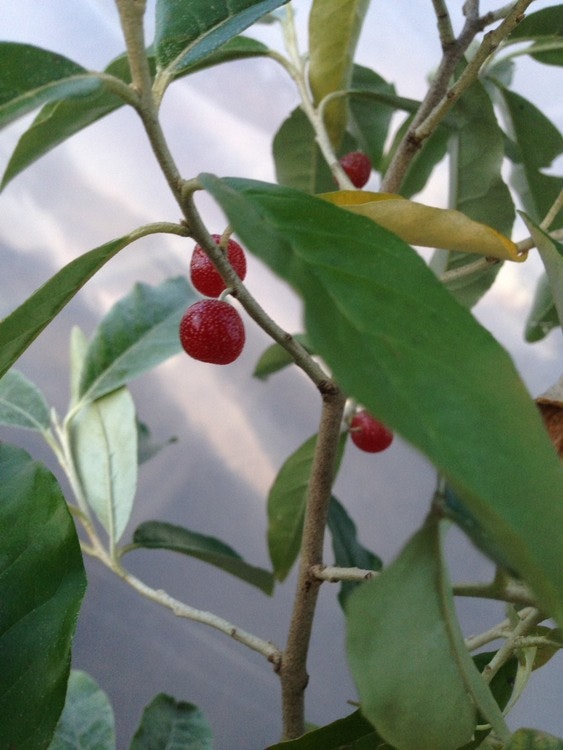 Goumi -Japansk silverbuske 'Sweet Scarlet' - Elaeagnus multiflora 'Sweet Scarlet'