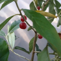 Goumi -Japansk silverbuske 'Sweet Scarlet' - Elaeagnus multiflora 'Sweet Scarlet'