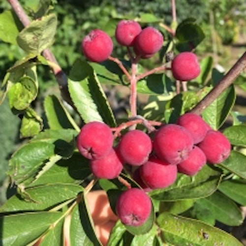 Rönnaronia  ` Granatnaja´ –  Crataegosorbus miczurnii ´Granatnaja´