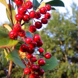 Röd aronia – Aronia arbutifolia ’Brilliant´