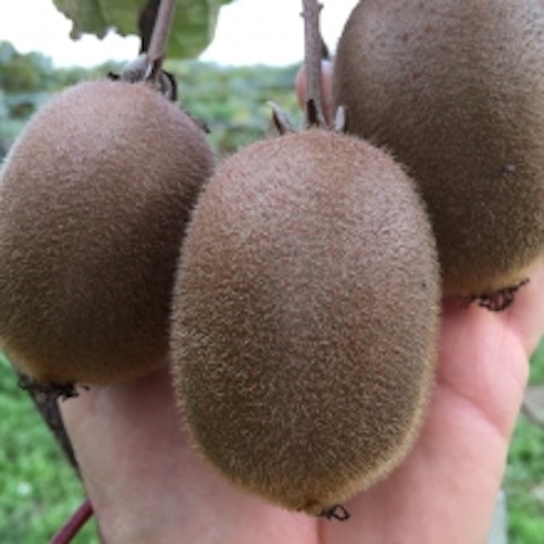 Kiwi – Actinidia  deliciosa `Hayward´