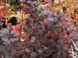 Rödbladig perukbuske - Cotinus coggygria "Royal Purple"