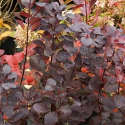 Rödbladig perukbuske - Cotinus coggygria "Royal Purple"