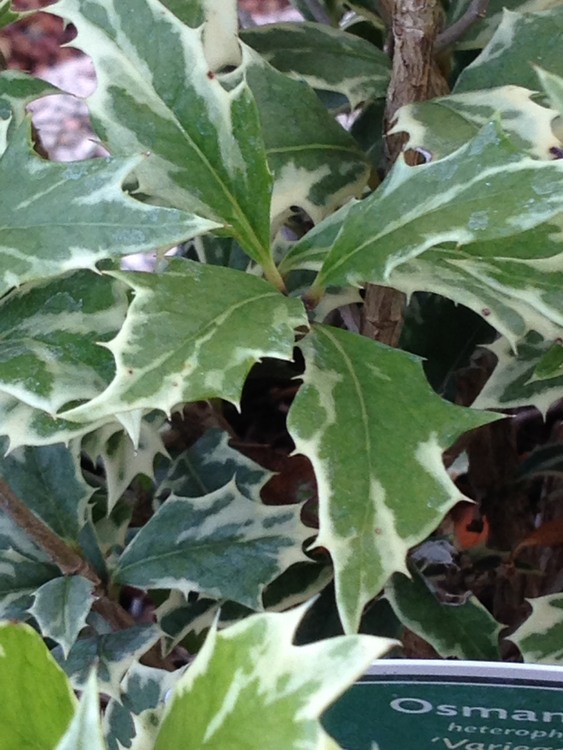Brokbladig doftbuske - Osmanthus heterophykus  variegatus