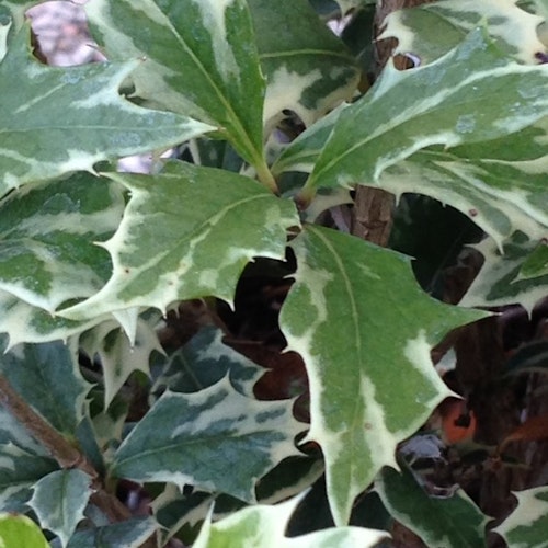 Brokbladig doftbuske - Osmanthus heterophykus  variegatus