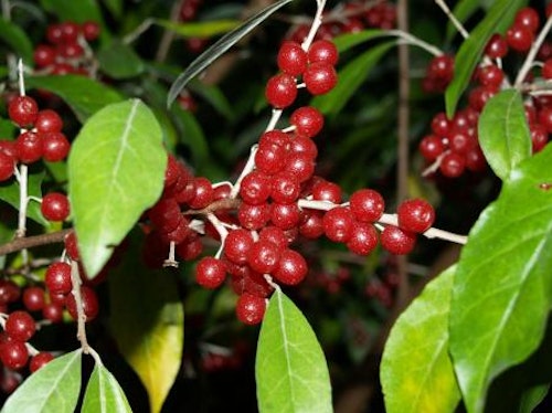 Koreansk silverbuske `Red Cascade´ -Elaeagnus umbellata `Red Cascade´