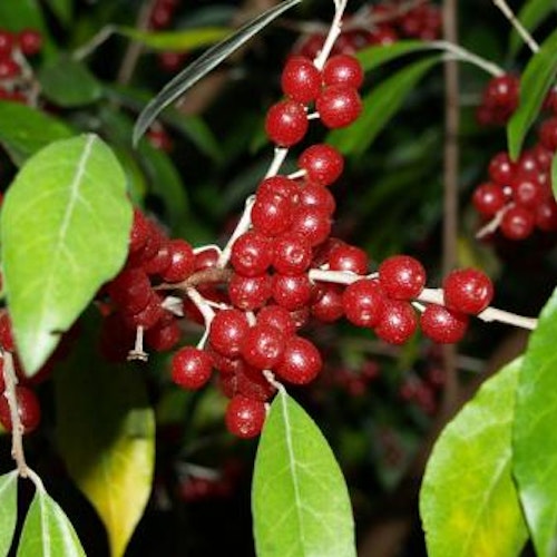 Koreansk silverbuske `Red Cascade´ -Elaeagnus umbellata `Red Cascade´