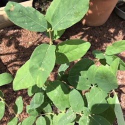 Blåbärstry "Atut" -Loniceria caerulea var. kamtschatica "Atut"